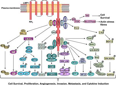 The Role of EBV-Encoded LMP1 in the NPC Tumor Microenvironment: From Function to Therapy